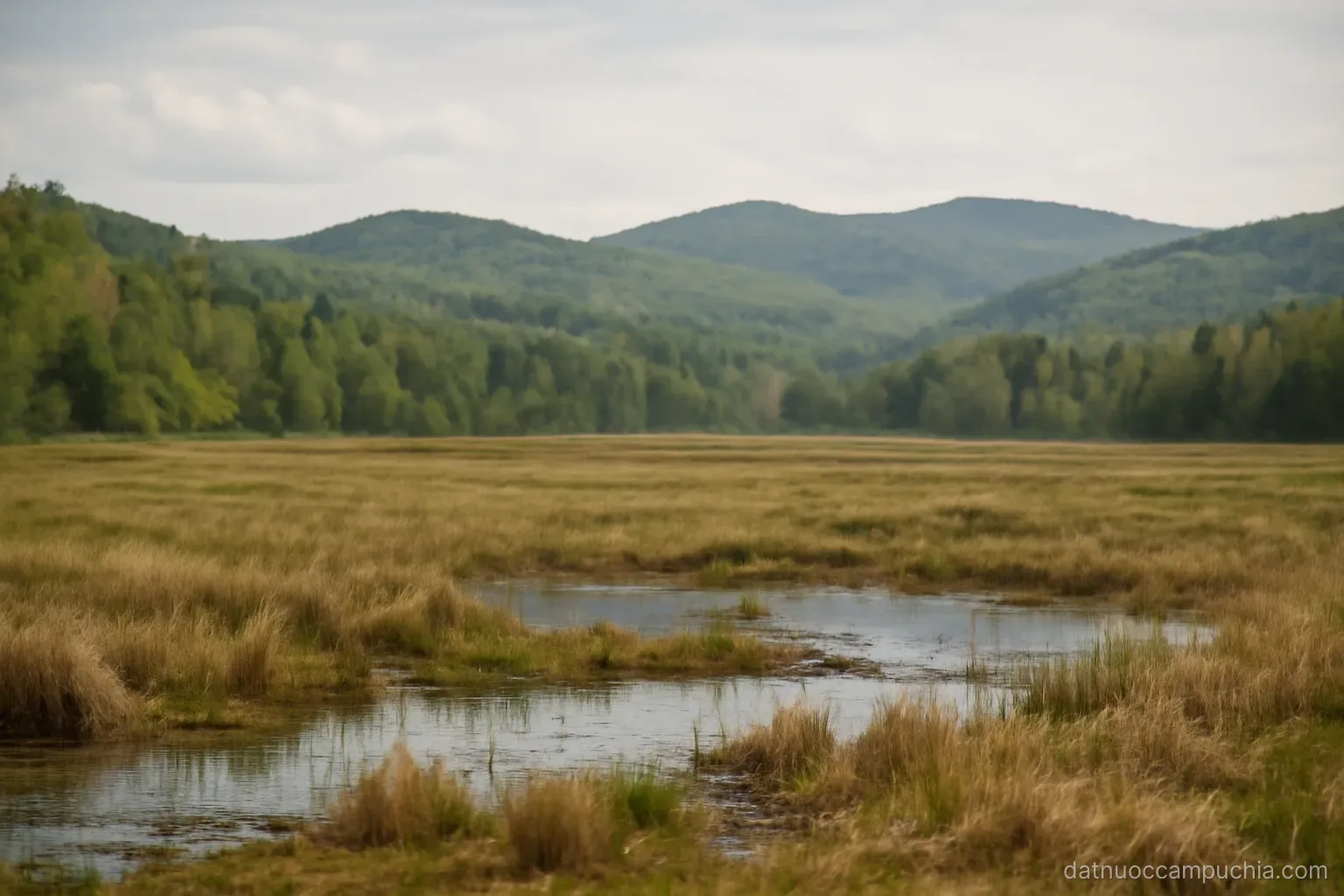 a landscape shifting from flat wet lowland in the foreground to rolling forested hills far behind