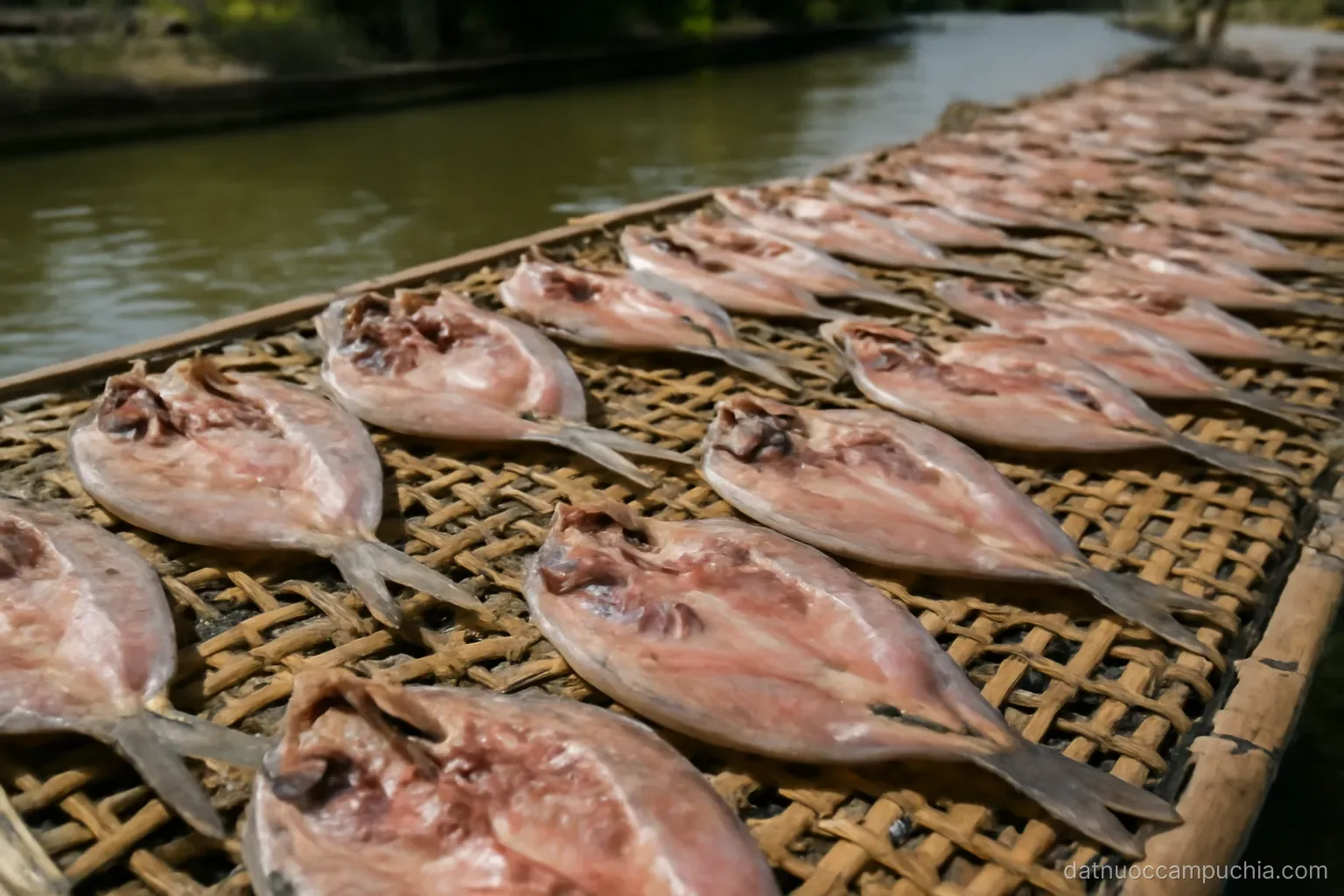 split fish laid out on woven bamboo racks drying in strong sunlight beside a waterway