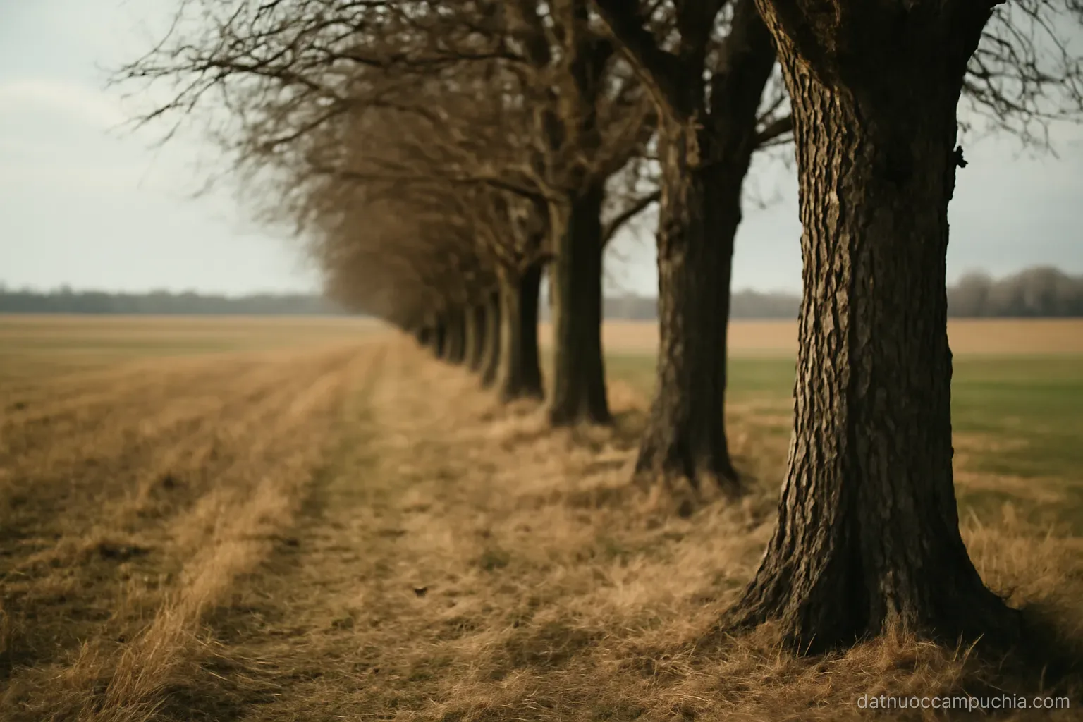 a straight line of old trees running across open fields with no road or fence beside them